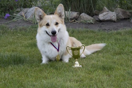 Alfa (Alfa Urban Corgis, nar. 1.11.2012)